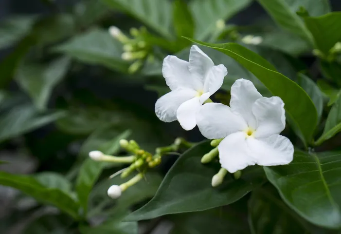 Tải Về Hình Ảnh Hoa Lài (hoa Nhài) Ý Nghĩa Và Các Loài Lài Ta, Lài Tây Cho Điện Thoại, Máy Tính