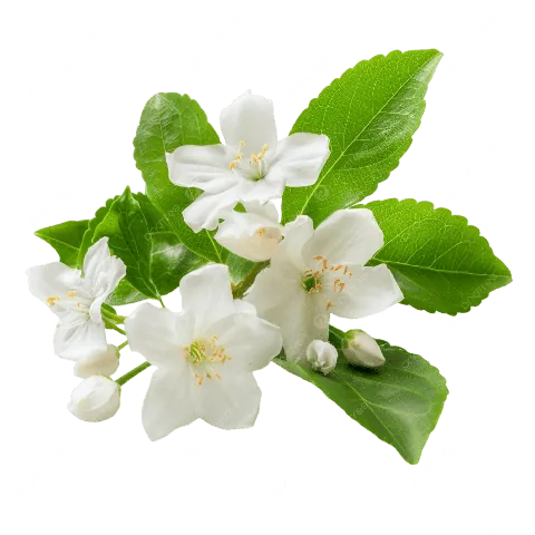 Tải Về Hình Ảnh Hoa Lài (hoa Nhài) Ý Nghĩa Và Các Loài Lài Ta, Lài Tây Cho Điện Thoại, Máy Tính