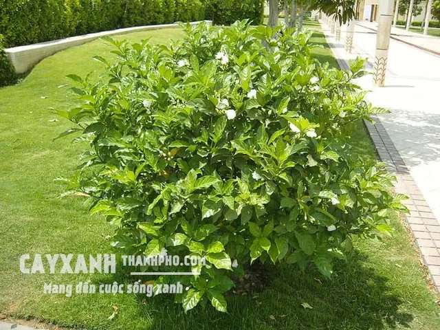Tải Về Hình Ảnh Hoa Lài (hoa Nhài) Ý Nghĩa Và Các Loài Lài Ta, Lài Tây Cho Điện Thoại, Máy Tính
