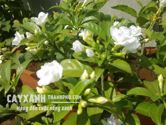 Tải Về Hình Ảnh Hoa Lài (hoa Nhài) Ý Nghĩa Và Các Loài Lài Ta, Lài Tây Cho Điện Thoại, Máy Tính