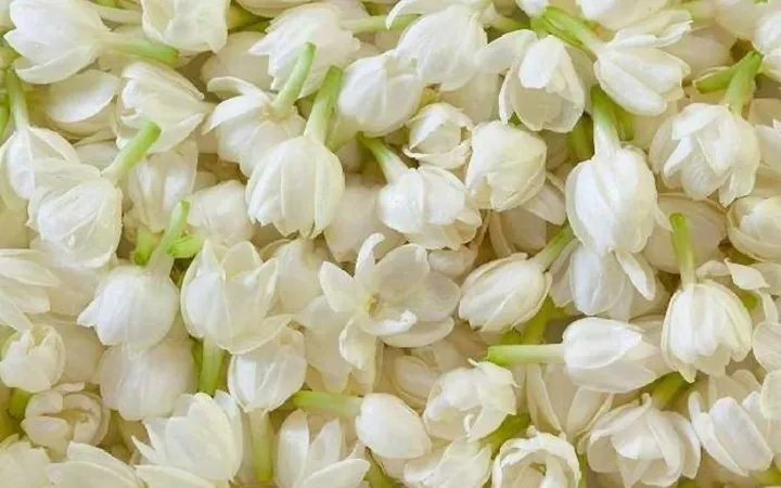 Tải Về Hình Ảnh Hoa Lài (hoa Nhài) Ý Nghĩa Và Các Loài Lài Ta, Lài Tây Cho Điện Thoại, Máy Tính