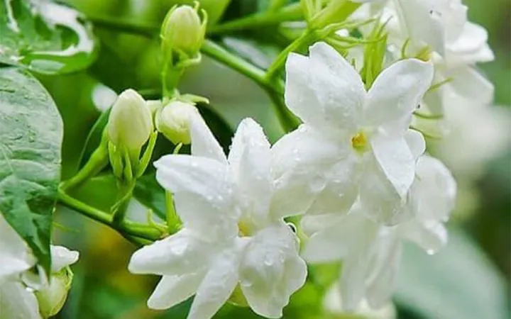 Tải Về Hình Ảnh Hoa Lài (hoa Nhài) Ý Nghĩa Và Các Loài Lài Ta, Lài Tây Cho Điện Thoại, Máy Tính