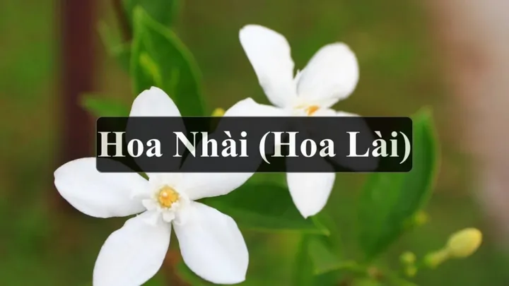 Tải Về Hình Ảnh Hoa Lài (hoa Nhài) Ý Nghĩa Và Các Loài Lài Ta, Lài Tây Cho Điện Thoại, Máy Tính