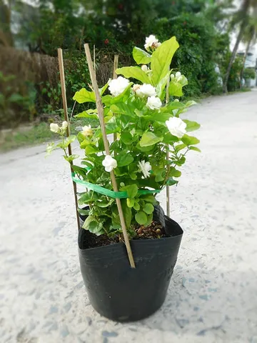 Tải Về Hình Ảnh Hoa Lài (hoa Nhài) Ý Nghĩa Và Các Loài Lài Ta, Lài Tây Cho Điện Thoại, Máy Tính
