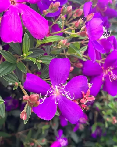 Khám Phá Hình Ảnh Và Đặc Điểm Nhận Diện Hoa Mua Cho Người Yêu Thiên Nhiên Kèm Phân Biệt Với Hoa Sim Khám Phá Hình Ảnh Và Đặc Điểm Nhận Diện Hoa Mua Cho Người Yêu Thiên Nhiên Kèm Phân Biệt Với Hoa Sim