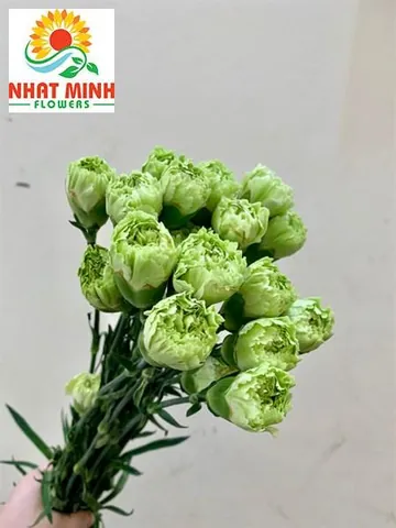 Khám Phá Hình Ảnh Hoa Phăng (hoa Cẩm Chướng) Và Ý Nghĩa Tuyệt Đẹp Cho Người Yêu Hoa Khám Phá Hình Ảnh Hoa Phăng (hoa Cẩm Chướng) Và Ý Nghĩa Tuyệt Đẹp Cho Người Yêu Hoa