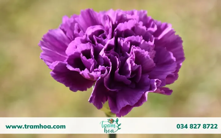 Khám Phá Hình Ảnh Hoa Phăng (hoa Cẩm Chướng) Và Ý Nghĩa Tuyệt Đẹp Cho Người Yêu Hoa Khám Phá Hình Ảnh Hoa Phăng (hoa Cẩm Chướng) Và Ý Nghĩa Tuyệt Đẹp Cho Người Yêu Hoa