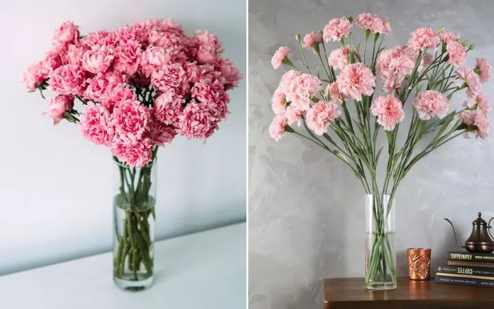 Khám Phá Hình Ảnh Hoa Phăng (hoa Cẩm Chướng) Và Ý Nghĩa Tuyệt Đẹp Cho Người Yêu Hoa Khám Phá Hình Ảnh Hoa Phăng (hoa Cẩm Chướng) Và Ý Nghĩa Tuyệt Đẹp Cho Người Yêu Hoa