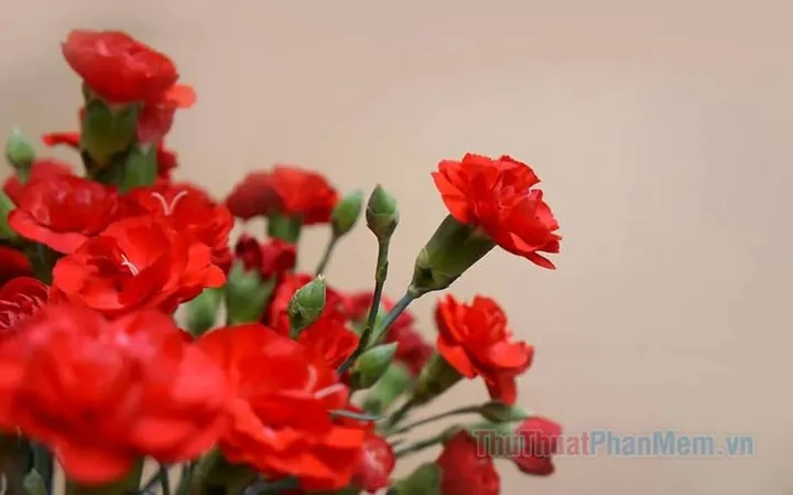 Khám Phá Hình Ảnh Hoa Phăng (hoa Cẩm Chướng) Và Ý Nghĩa Tuyệt Đẹp Cho Người Yêu Hoa Khám Phá Hình Ảnh Hoa Phăng (hoa Cẩm Chướng) Và Ý Nghĩa Tuyệt Đẹp Cho Người Yêu Hoa