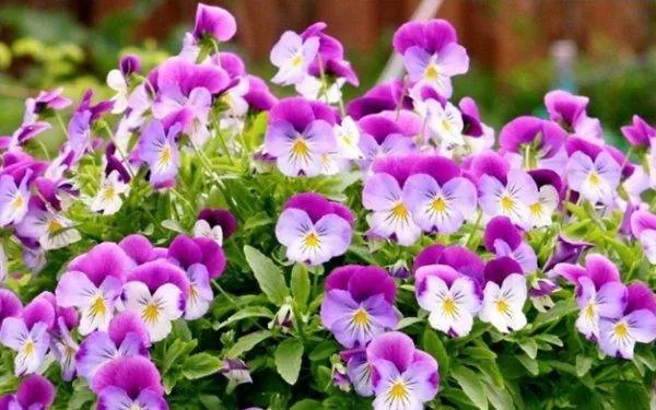Khám Phá Hình Ảnh Hoa Phăng (hoa Cẩm Chướng) Và Ý Nghĩa Tuyệt Đẹp Cho Người Yêu Hoa Khám Phá Hình Ảnh Hoa Phăng (hoa Cẩm Chướng) Và Ý Nghĩa Tuyệt Đẹp Cho Người Yêu Hoa