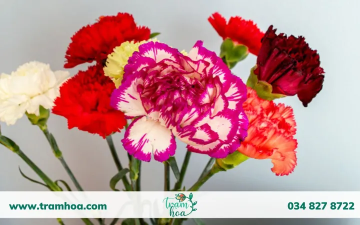 Khám Phá Hình Ảnh Hoa Phăng (hoa Cẩm Chướng) Và Ý Nghĩa Tuyệt Đẹp Cho Người Yêu Hoa Khám Phá Hình Ảnh Hoa Phăng (hoa Cẩm Chướng) Và Ý Nghĩa Tuyệt Đẹp Cho Người Yêu Hoa