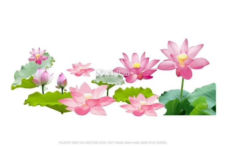 Tải Xuống Hình Ảnh Họa Tiết (vector, Png) Cho Nhà Thiết Kế: Khám Phá Các Kiểu Hình Học Và Hoa Văn Cổ Điển Tải Xuống Hình Ảnh Họa Tiết (vector, Png) Cho Nhà Thiết Kế: Khám Phá Các Kiểu Hình Học Và Hoa Văn Cổ Điển
