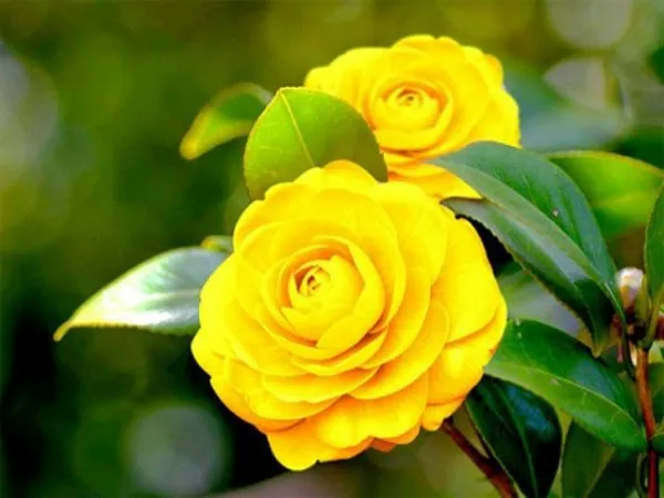 Khám Phá Hình Ảnh Hoa Trà Đẹp Và Ý Nghĩa Cùng Các Loại Hoa Trà My Cho Người Yêu Hoa Khám Phá Hình Ảnh Hoa Trà Đẹp Và Ý Nghĩa Cùng Các Loại Hoa Trà My Cho Người Yêu Hoa