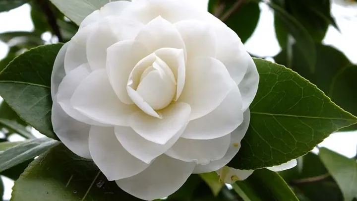 Khám Phá Hình Ảnh Hoa Trà Đẹp Và Ý Nghĩa Cùng Các Loại Hoa Trà My Cho Người Yêu Hoa Khám Phá Hình Ảnh Hoa Trà Đẹp Và Ý Nghĩa Cùng Các Loại Hoa Trà My Cho Người Yêu Hoa