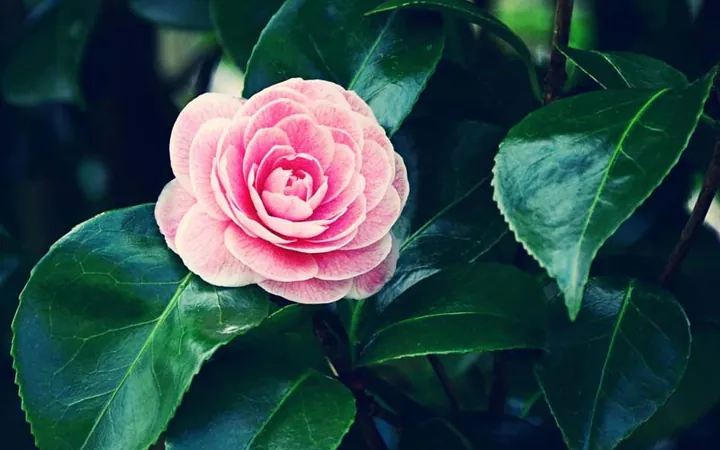 Khám Phá Hình Ảnh Hoa Trà Đẹp Và Ý Nghĩa Cùng Các Loại Hoa Trà My Cho Người Yêu Hoa Khám Phá Hình Ảnh Hoa Trà Đẹp Và Ý Nghĩa Cùng Các Loại Hoa Trà My Cho Người Yêu Hoa