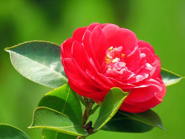 Khám Phá Hình Ảnh Hoa Trà Đẹp Và Ý Nghĩa Cùng Các Loại Hoa Trà My Cho Người Yêu Hoa Khám Phá Hình Ảnh Hoa Trà Đẹp Và Ý Nghĩa Cùng Các Loại Hoa Trà My Cho Người Yêu Hoa