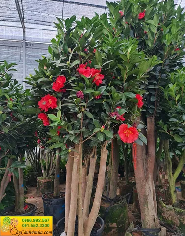 Khám Phá Hình Ảnh Hoa Trà Đẹp Và Ý Nghĩa Cùng Các Loại Hoa Trà My Cho Người Yêu Hoa Khám Phá Hình Ảnh Hoa Trà Đẹp Và Ý Nghĩa Cùng Các Loại Hoa Trà My Cho Người Yêu Hoa