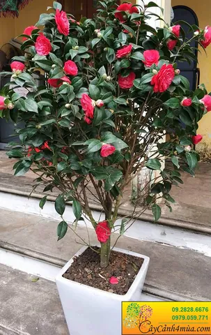 Khám Phá Hình Ảnh Hoa Trà Đẹp Và Ý Nghĩa Cùng Các Loại Hoa Trà My Cho Người Yêu Hoa Khám Phá Hình Ảnh Hoa Trà Đẹp Và Ý Nghĩa Cùng Các Loại Hoa Trà My Cho Người Yêu Hoa