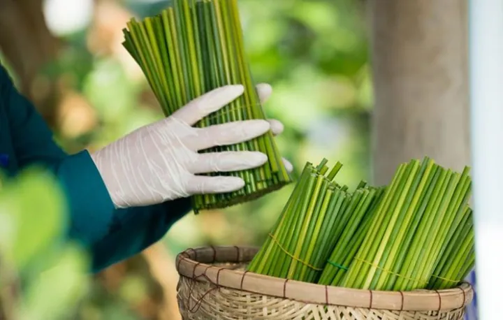 Khám Phá Hình Ảnh Hút Cỏ Mỹ (cần Sa Tổng Hợp) Và Hiểm Họa Dành Cho Giới Trẻ