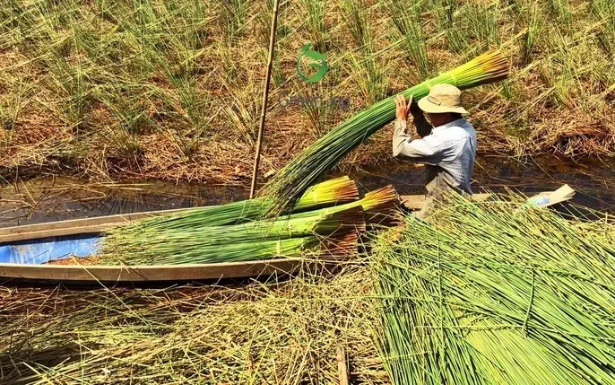 Khám Phá Hình Ảnh Hút Cỏ Mỹ (cần Sa Tổng Hợp) Và Hiểm Họa Dành Cho Giới Trẻ