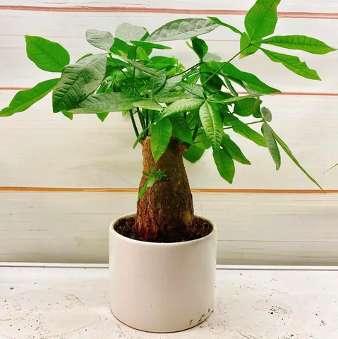 Xem Hình Ảnh Ca Sĩ Kim Ngân: Từ Biểu Tượng Nhan Sắc Đến Cảnh Lang Thang Trái Ngược Cho Người Hâm Mộ