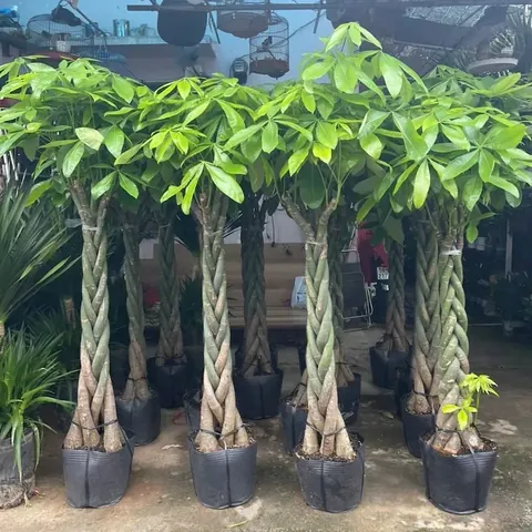 Xem Hình Ảnh Ca Sĩ Kim Ngân: Từ Biểu Tượng Nhan Sắc Đến Cảnh Lang Thang Trái Ngược Cho Người Hâm Mộ