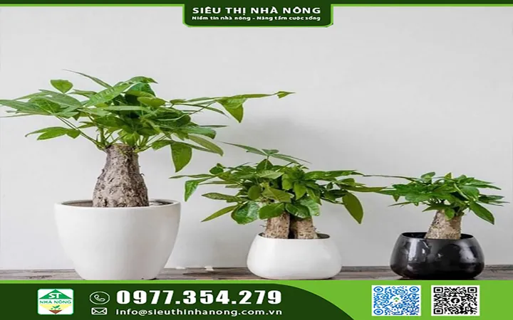 Xem Hình Ảnh Ca Sĩ Kim Ngân: Từ Biểu Tượng Nhan Sắc Đến Cảnh Lang Thang Trái Ngược Cho Người Hâm Mộ