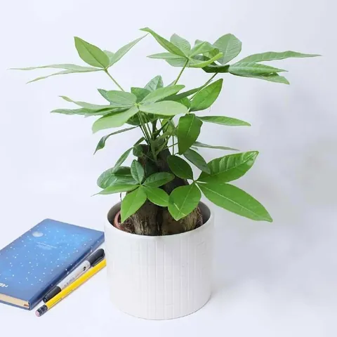 Xem Hình Ảnh Ca Sĩ Kim Ngân: Từ Biểu Tượng Nhan Sắc Đến Cảnh Lang Thang Trái Ngược Cho Người Hâm Mộ