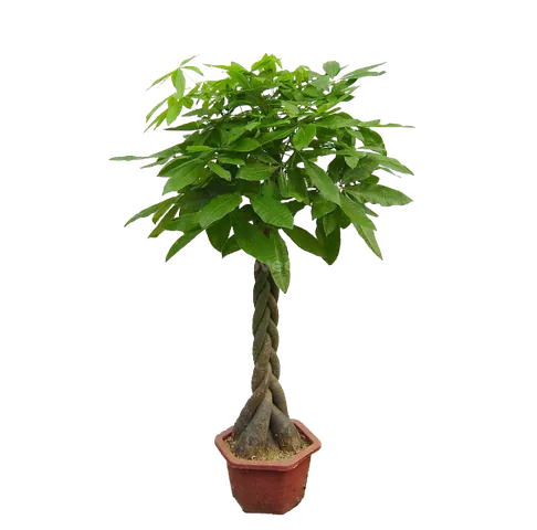 Xem Hình Ảnh Ca Sĩ Kim Ngân: Từ Biểu Tượng Nhan Sắc Đến Cảnh Lang Thang Trái Ngược Cho Người Hâm Mộ