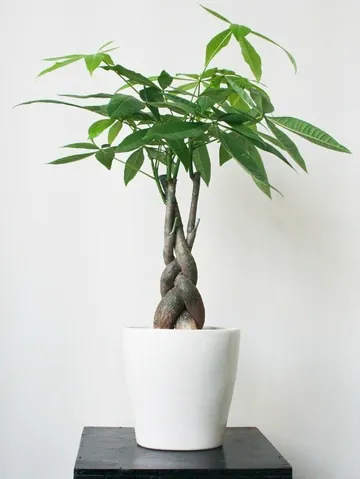 Xem Hình Ảnh Ca Sĩ Kim Ngân: Từ Biểu Tượng Nhan Sắc Đến Cảnh Lang Thang Trái Ngược Cho Người Hâm Mộ