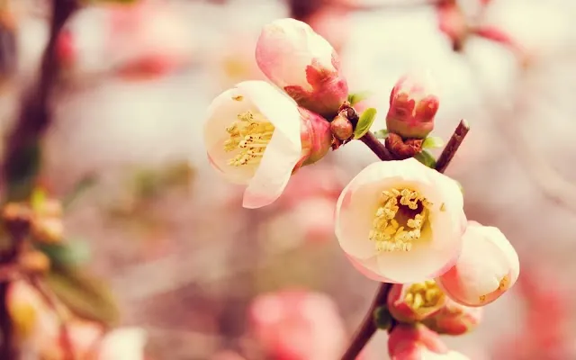 Tải Xuống Hình Ảnh Lá Đẹp Miễn Phí: Tổng Hợp Hình Nền Lá Cây Cho Điện Thoại Và Máy Tính