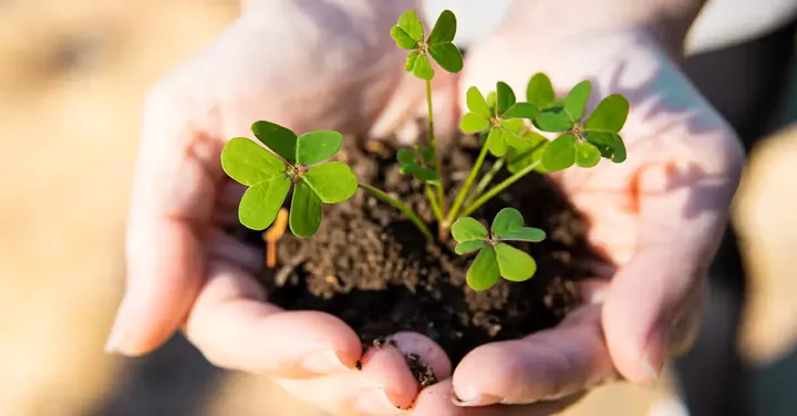 Tải Xuống Hình Ảnh Lá Đẹp Miễn Phí: Tổng Hợp Hình Nền Lá Cây Cho Điện Thoại Và Máy Tính