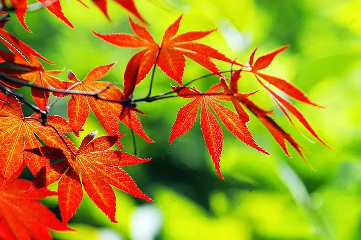 Tải Xuống Hình Ảnh Lá Đẹp Miễn Phí: Tổng Hợp Hình Nền Lá Cây Cho Điện Thoại Và Máy Tính