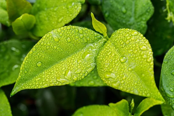 Tải Xuống Hình Ảnh Lá Đẹp Miễn Phí: Tổng Hợp Hình Nền Lá Cây Cho Điện Thoại Và Máy Tính