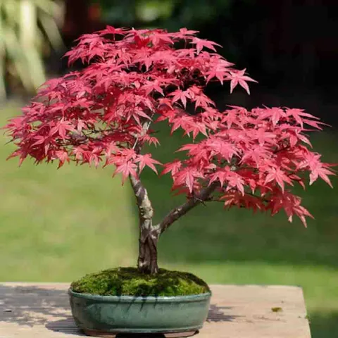 Phân Tích Ý Nghĩa Biểu Tượng Và Hình Ảnh Trực Quan Hình Ảnh Lá Đỏ Cho Người Yêu Văn Học Và Nhiếp Ảnh Qua Meronym Rừng Lá Đỏ