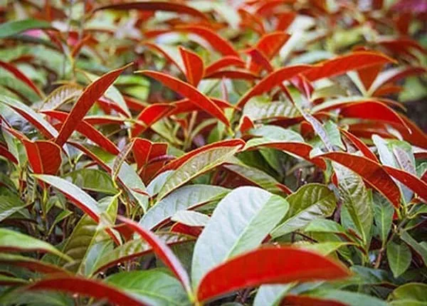 Phân Tích Ý Nghĩa Biểu Tượng Và Hình Ảnh Trực Quan Hình Ảnh Lá Đỏ Cho Người Yêu Văn Học Và Nhiếp Ảnh Qua Meronym Rừng Lá Đỏ