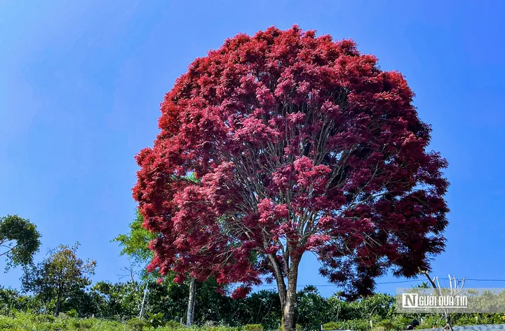 Phân Tích Ý Nghĩa Biểu Tượng Và Hình Ảnh Trực Quan Hình Ảnh Lá Đỏ Cho Người Yêu Văn Học Và Nhiếp Ảnh Qua Meronym Rừng Lá Đỏ
