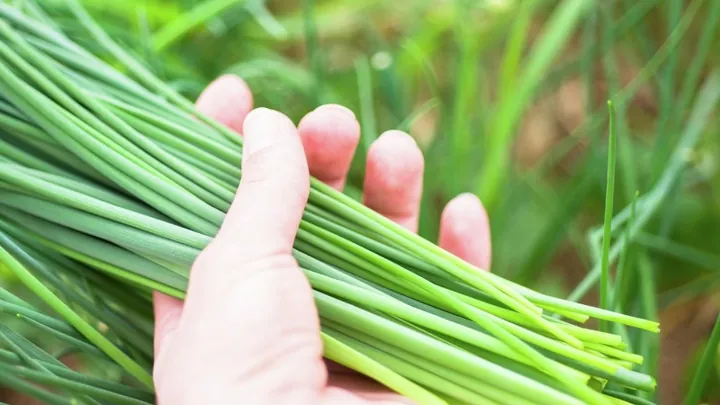 Nhận Diện Hình Ảnh Và Công Dụng Sức Khỏe Của Lá Hẹ (cửu Thái) Cho Người Nội Trợ Nhận Diện Hình Ảnh Và Công Dụng Sức Khỏe Của Lá Hẹ (cửu Thái) Cho Người Nội Trợ