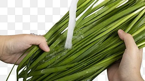 Nhận Diện Hình Ảnh Và Công Dụng Sức Khỏe Của Lá Hẹ (cửu Thái) Cho Người Nội Trợ Nhận Diện Hình Ảnh Và Công Dụng Sức Khỏe Của Lá Hẹ (cửu Thái) Cho Người Nội Trợ