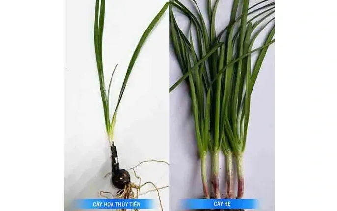 Nhận Diện Hình Ảnh Và Công Dụng Sức Khỏe Của Lá Hẹ (cửu Thái) Cho Người Nội Trợ Nhận Diện Hình Ảnh Và Công Dụng Sức Khỏe Của Lá Hẹ (cửu Thái) Cho Người Nội Trợ