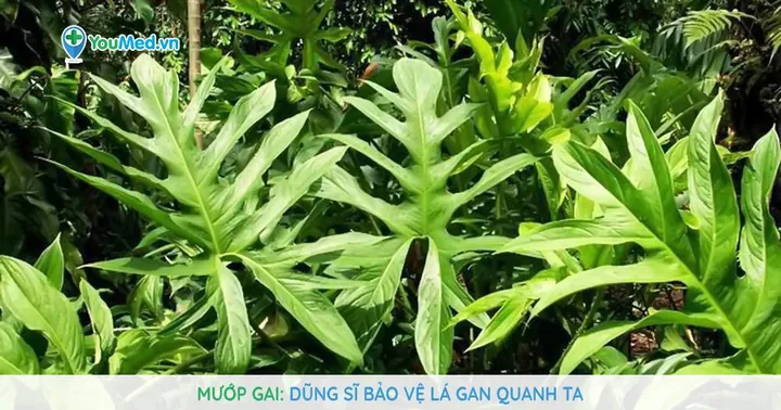 Xem Hình Ảnh Và Đặc Điểm Lá Mướp: Cấu Tạo Thùy Lá Cho Người Làm Vườn