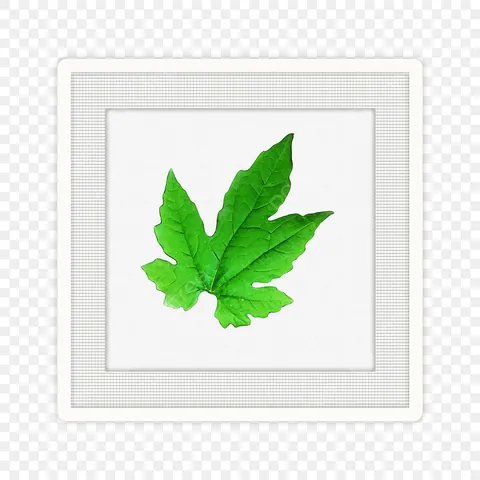 Xem Hình Ảnh Và Đặc Điểm Lá Mướp: Cấu Tạo Thùy Lá Cho Người Làm Vườn