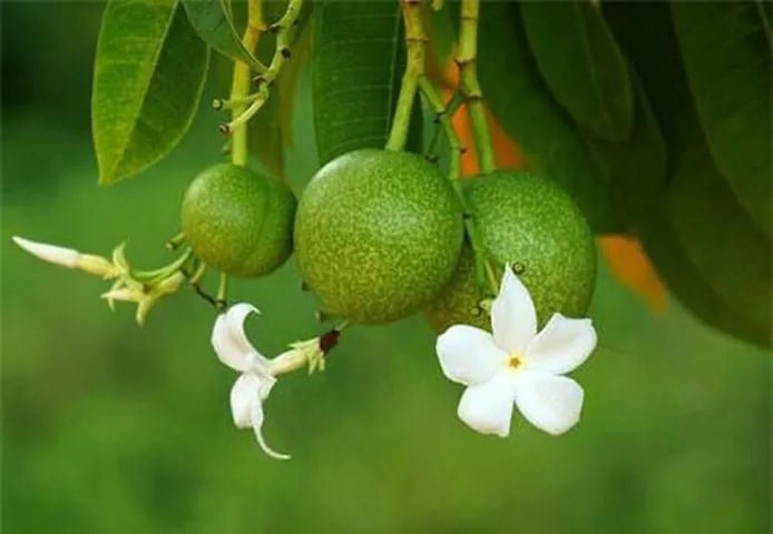 Xem Hình Ảnh Và Đặc Điểm Lá Mướp: Cấu Tạo Thùy Lá Cho Người Làm Vườn