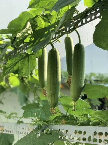 Xem Hình Ảnh Và Đặc Điểm Lá Mướp: Cấu Tạo Thùy Lá Cho Người Làm Vườn