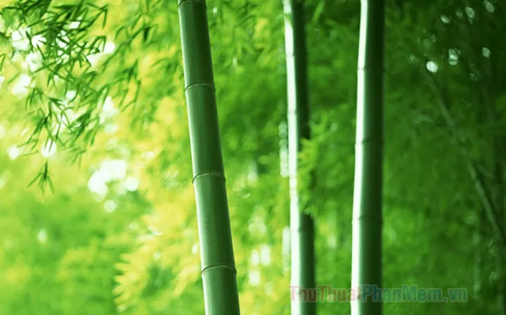 Tải Hình Ảnh Lá Tre (vector, Png) Miễn Phí Kèm Ý Nghĩa Cho Nhà Thiết Kế Tải Hình Ảnh Lá Tre (vector, Png) Miễn Phí Kèm Ý Nghĩa Cho Nhà Thiết Kế