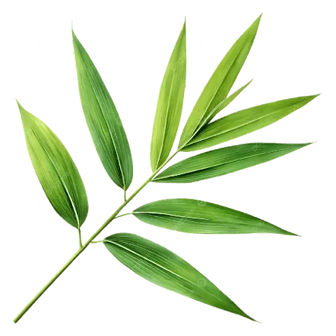 Tải Hình Ảnh Lá Tre (vector, Png) Miễn Phí Kèm Ý Nghĩa Cho Nhà Thiết Kế Tải Hình Ảnh Lá Tre (vector, Png) Miễn Phí Kèm Ý Nghĩa Cho Nhà Thiết Kế