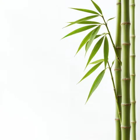 Tải Hình Ảnh Lá Tre (vector, Png) Miễn Phí Kèm Ý Nghĩa Cho Nhà Thiết Kế Tải Hình Ảnh Lá Tre (vector, Png) Miễn Phí Kèm Ý Nghĩa Cho Nhà Thiết Kế