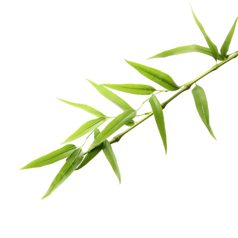 Tải Hình Ảnh Lá Tre (vector, Png) Miễn Phí Kèm Ý Nghĩa Cho Nhà Thiết Kế Tải Hình Ảnh Lá Tre (vector, Png) Miễn Phí Kèm Ý Nghĩa Cho Nhà Thiết Kế