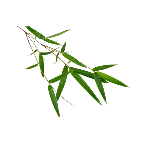 Tải Hình Ảnh Lá Tre (vector, Png) Miễn Phí Kèm Ý Nghĩa Cho Nhà Thiết Kế Tải Hình Ảnh Lá Tre (vector, Png) Miễn Phí Kèm Ý Nghĩa Cho Nhà Thiết Kế