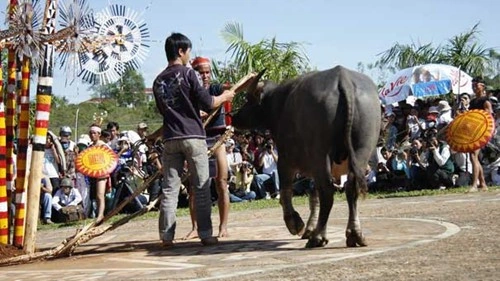 Hình Ảnh Lễ Hội Đâm Trâu Tây Nguyên: Tất Tần Tật Cho Du Khách & Người Yêu Văn Hóa Hình Ảnh Lễ Hội Đâm Trâu Tây Nguyên: Tất Tần Tật Cho Du Khách & Người Yêu Văn Hóa